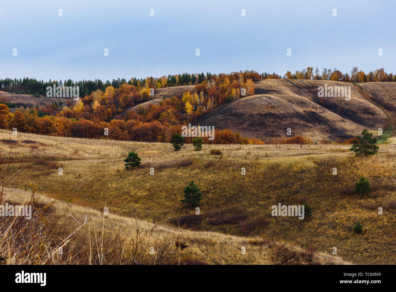 Autumnal forest on the hillside at overcast day Stock Photo - Alamy