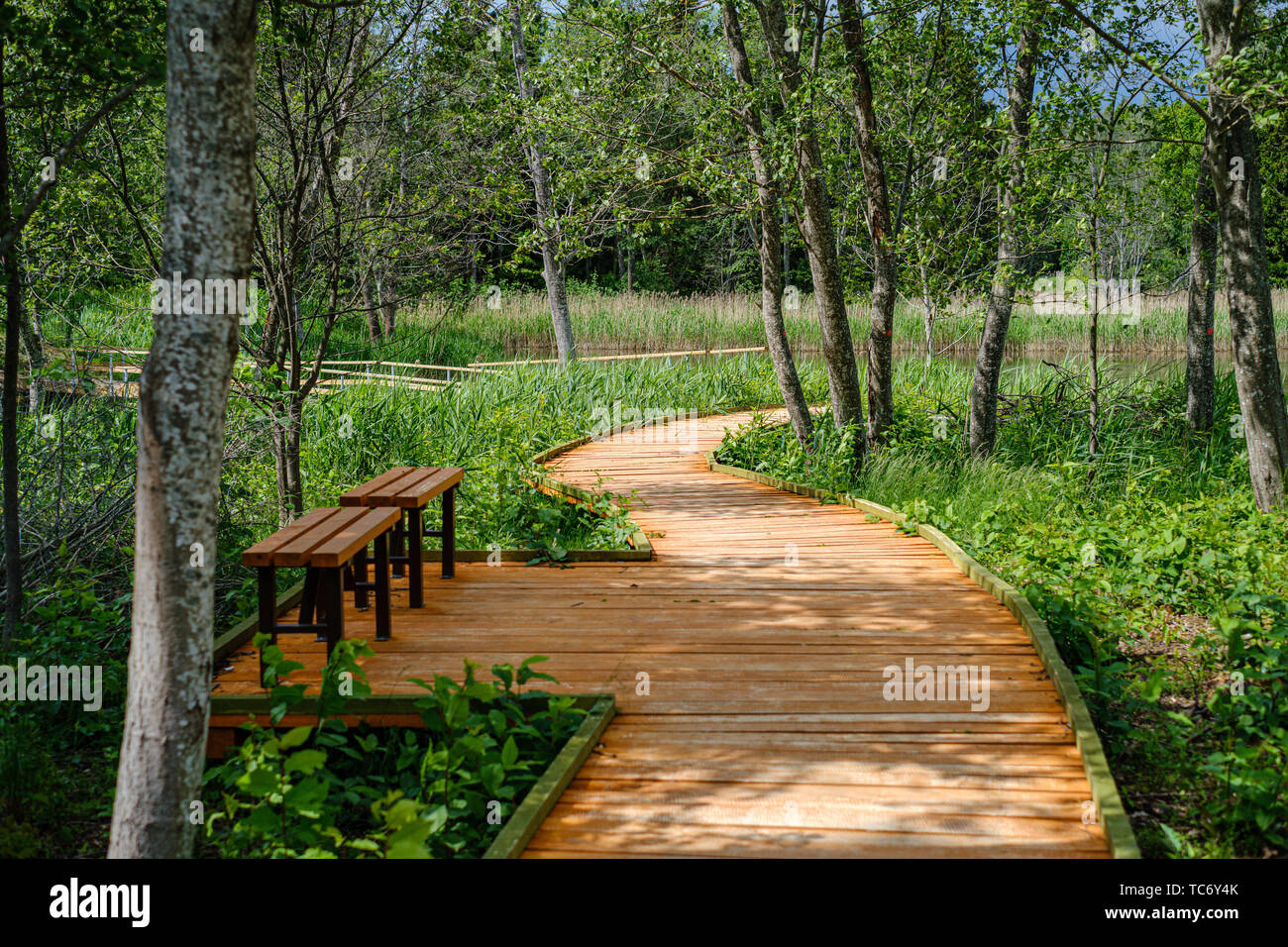 beautiful wooden plank pathway walkway in green pasture in summer ...