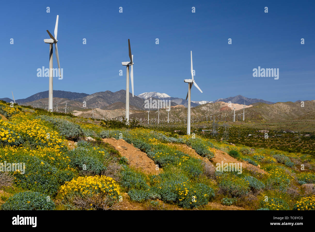 Spring wildflowers and the windfarm in the San Pass near Palm