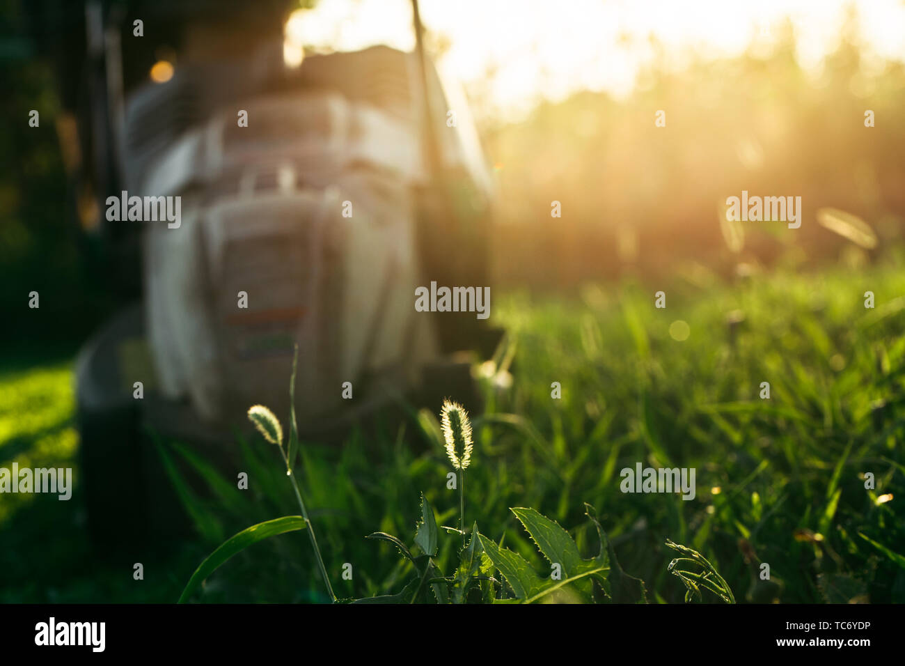 Mowing the lawn with a lawn mower in the backyard. Work in the yard in the early sunny morning