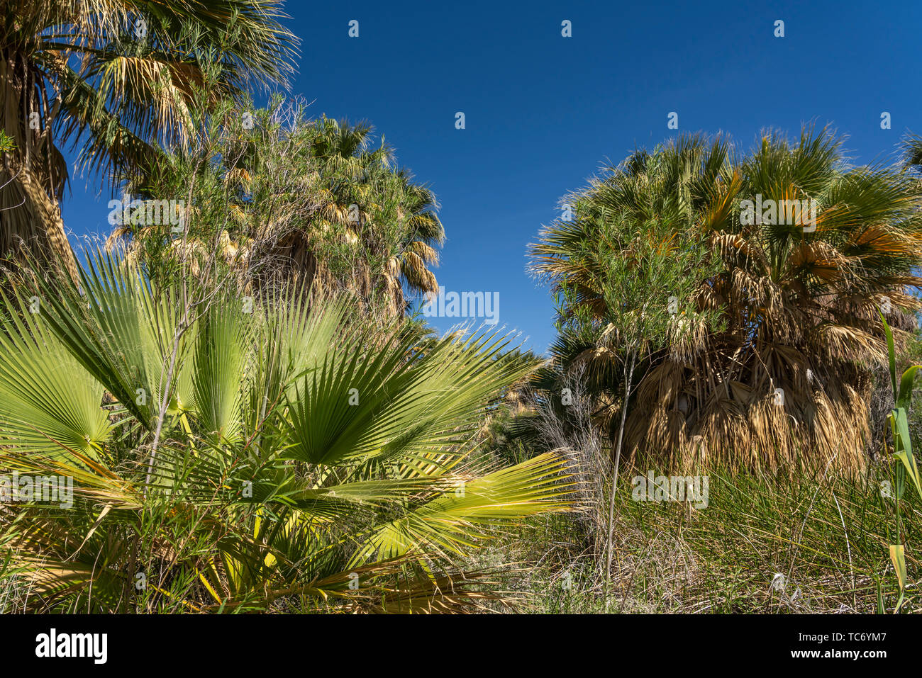 The Coachella Valley Preserve and Thousand Palms Oasis at Thousand
