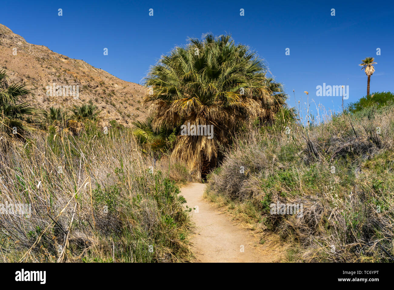 The Coachella Valley Preserve and Thousand Palms Oasis at Thousand