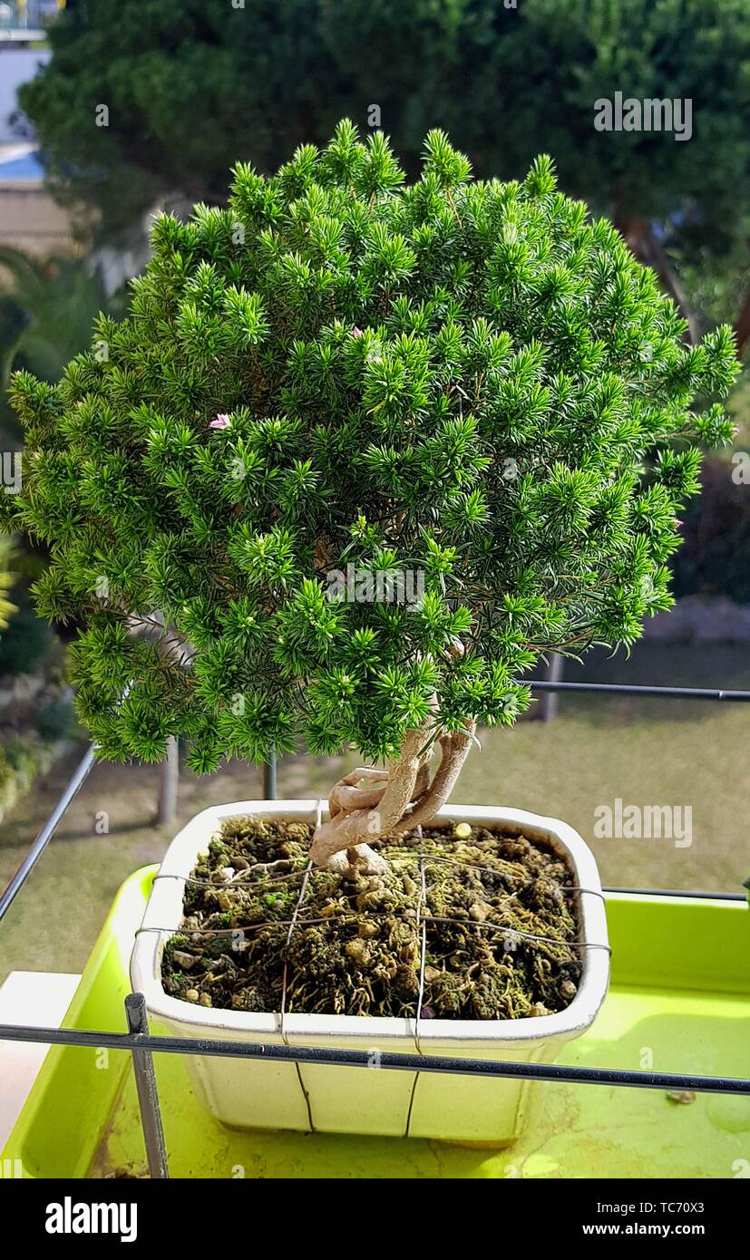 Breath of Heaven, Coleonema or Cape May bonsai tree, because of their fragrance when the leaves are crushed. Shaped Coleonema bonsai- El Maresme. Stock Photo