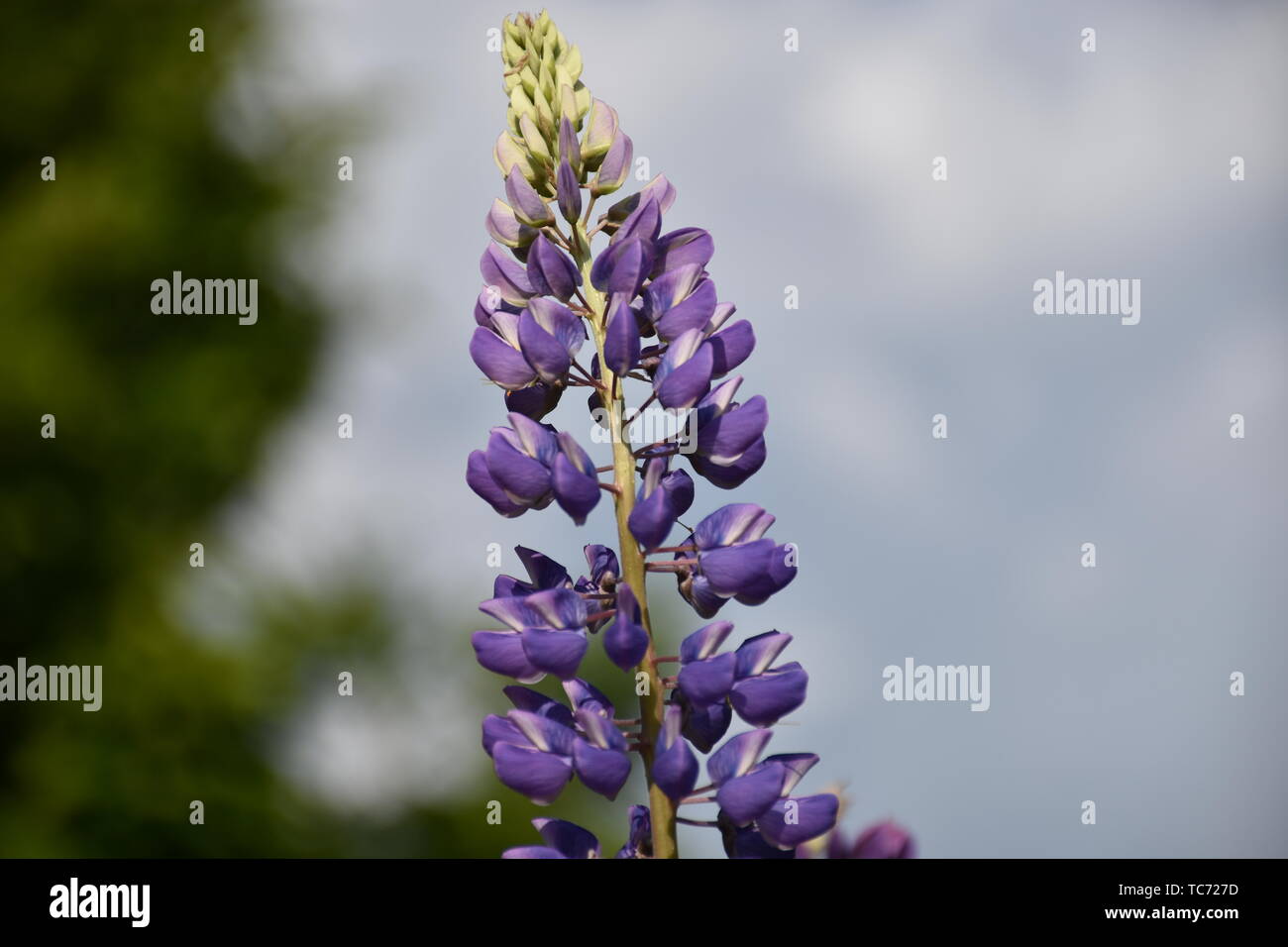Lupine Blume Wiesenblume Feldblume Alpen Skandinavien Biene