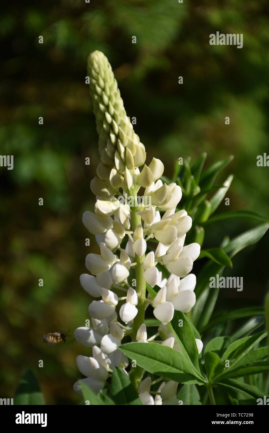 Lupine Blume Wiesenblume Feldblume Alpen Skandinavien Biene