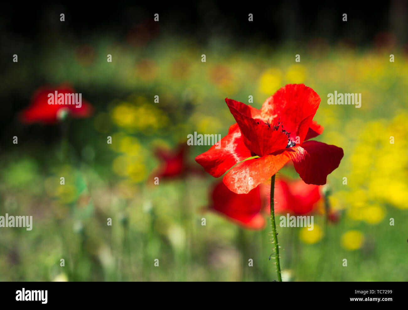 Poppies in a meadow in a sunny day of spring Stock Photo