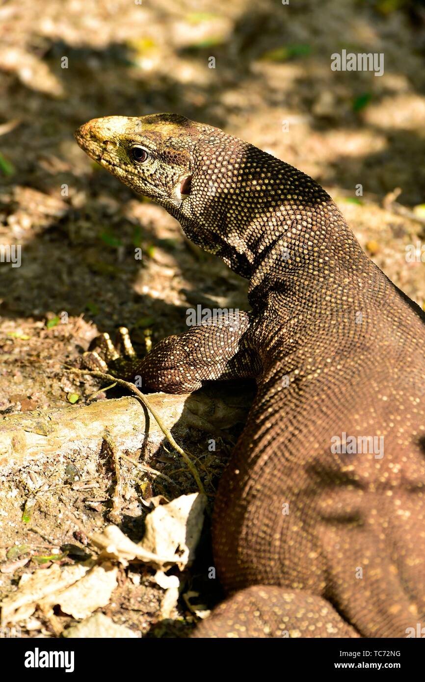 Wildlife of south east asia hi-res stock photography and images - Alamy