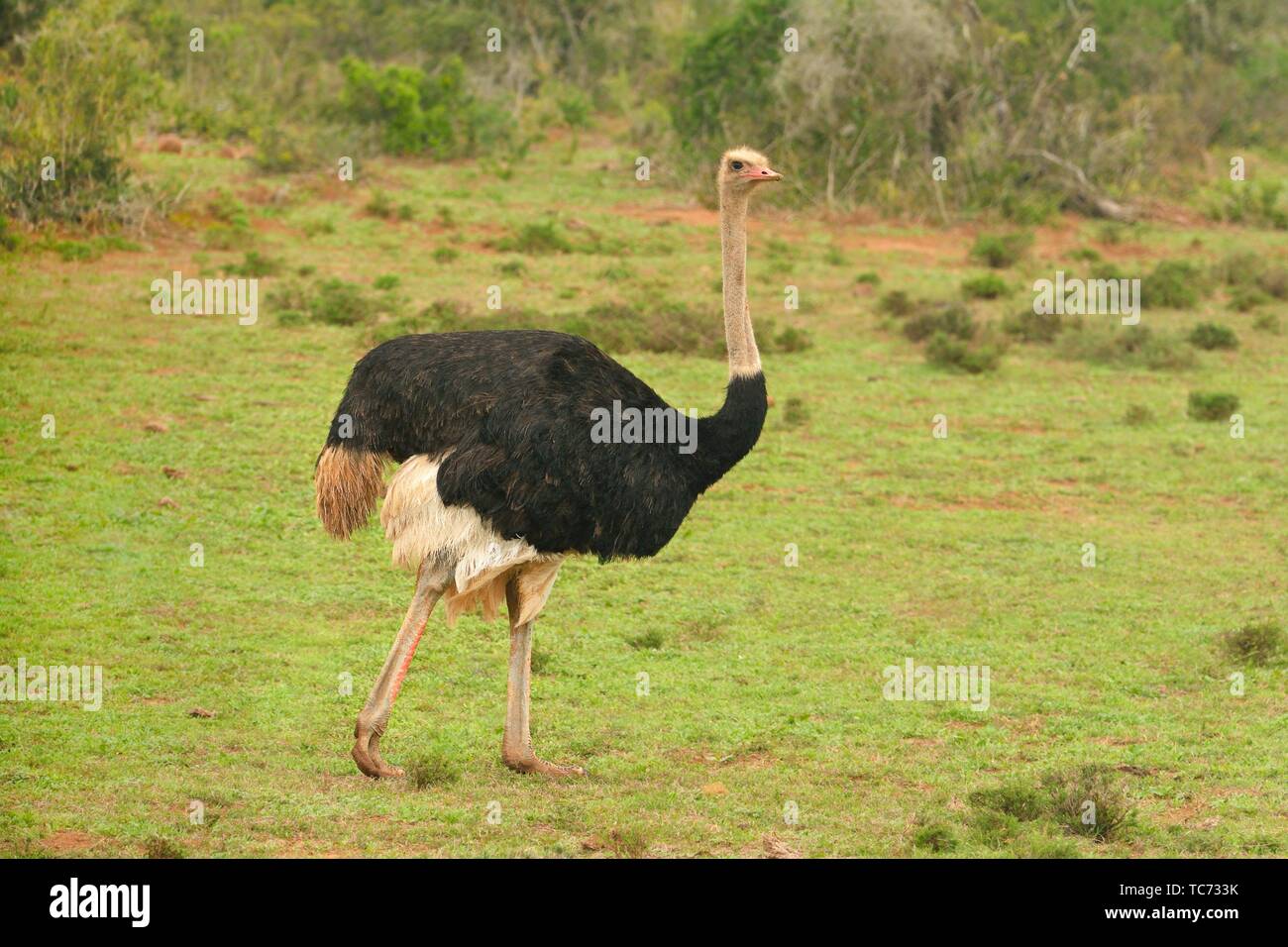 Ostrich (Struthio camelus), Addo Elephant National Park, South Africa Stock Photo