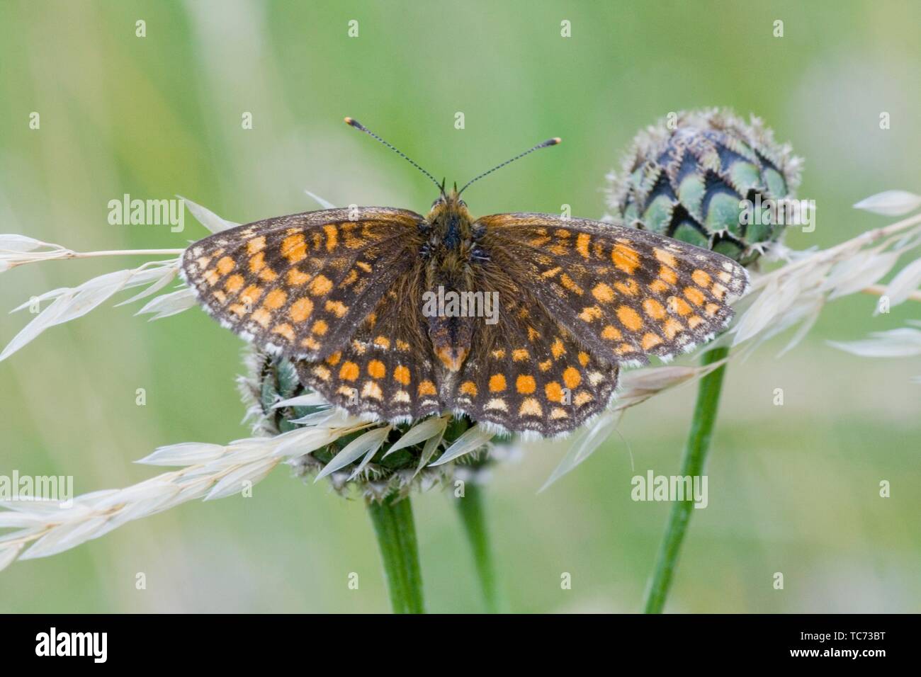 Nickerl's Fritillary, Melitaea aurelia, checquered fritillary found in nutrient poor grasslands, calcareous fens and rocky slopes and scrubland. Stock Photo