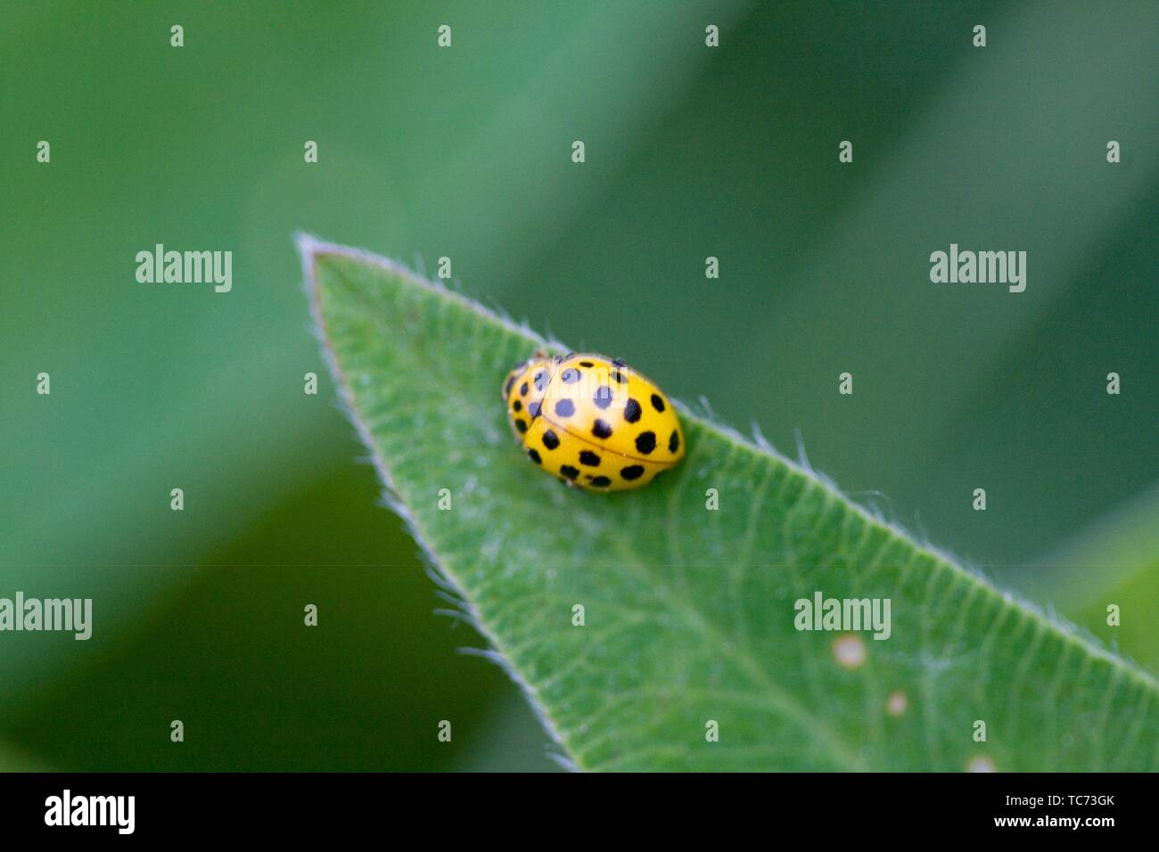 Twentytwo Spot Ladybird, Psyllobora vigintiduopunctata, Yellow