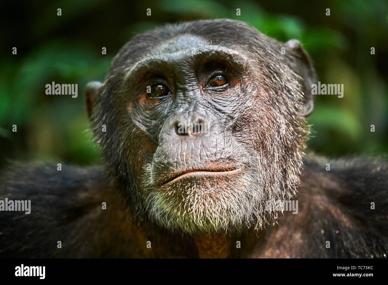 Chimpanzee male portrait (Pan troglodytes schweinfurthii) Kibale National Park, Uganda. Stock Photo