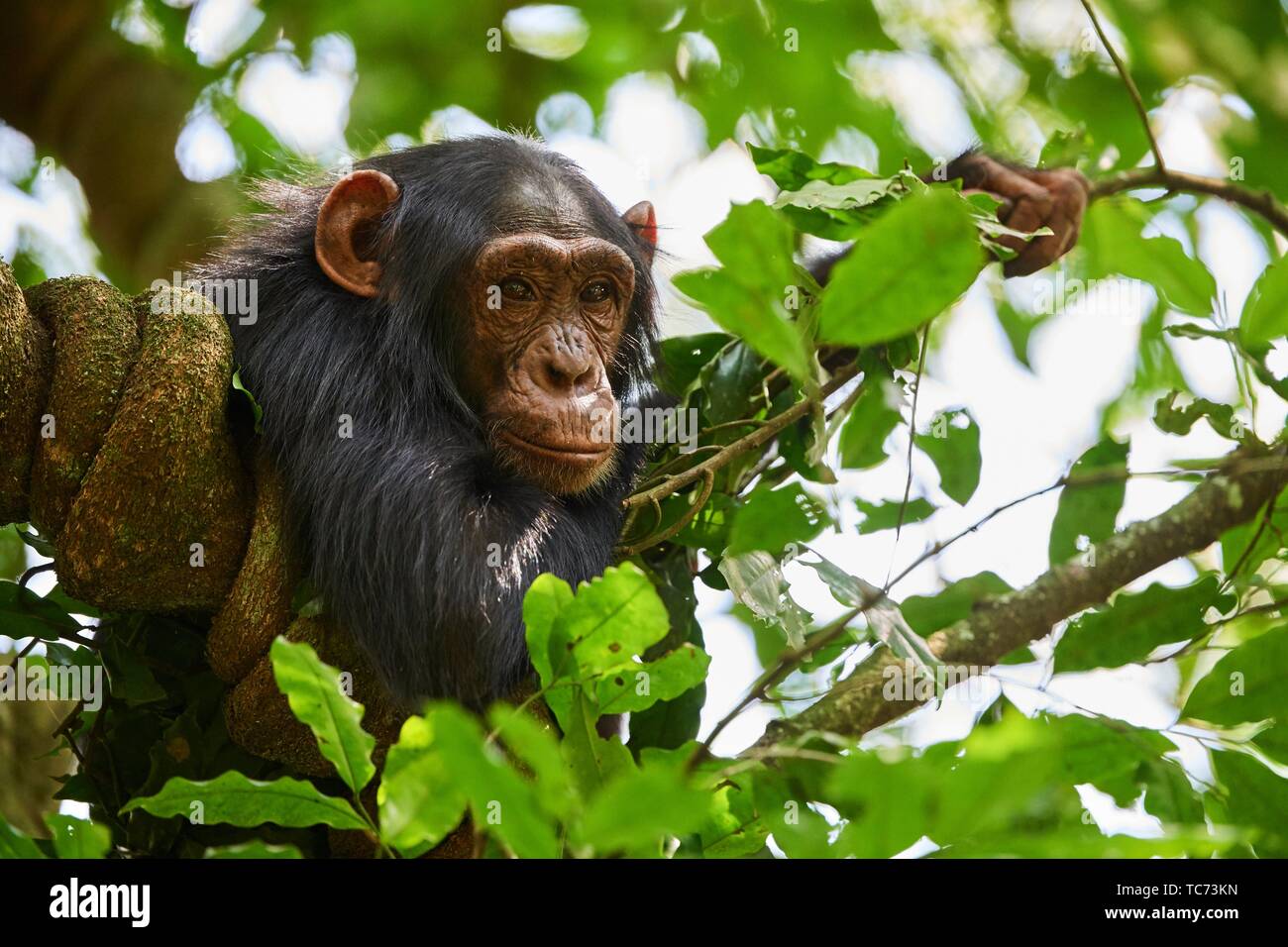 Chimpanzee juvenile (Pan troglodytes schweinfurthii) in a tree. Kibale National Park, Uganda. Stock Photo