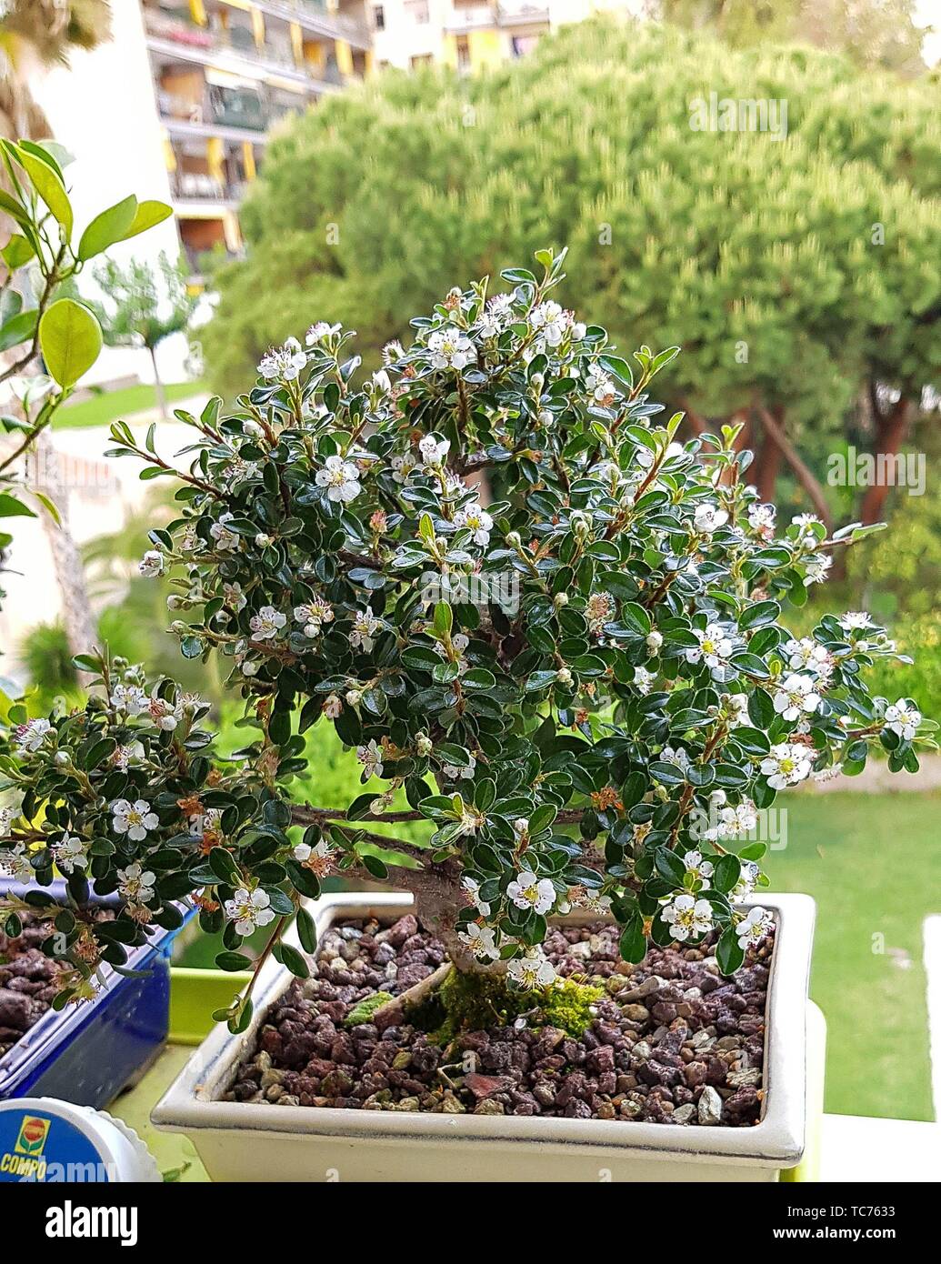 Cotoneaster Evergreen Flowering Bonsai Tree. Cotoneaster microphyllus is a fully frost hardy evergreen variety with tiny little leaves. In spring the Stock Photo