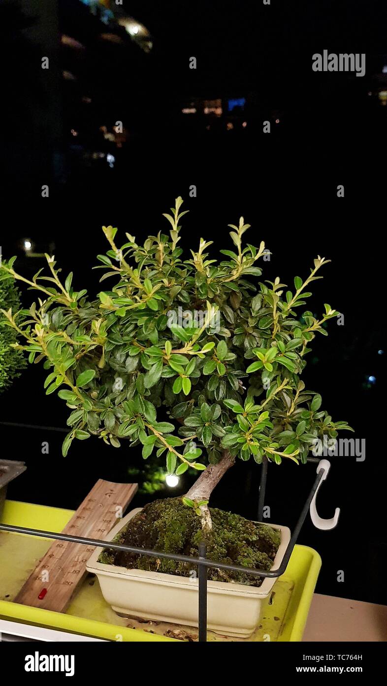 Cotoneaster Evergreen Flowering Bonsai Tree..Cotoneaster microphyllus is a fully frost hardy evergreen variety with tiny little leaves. In spring the Stock Photo
