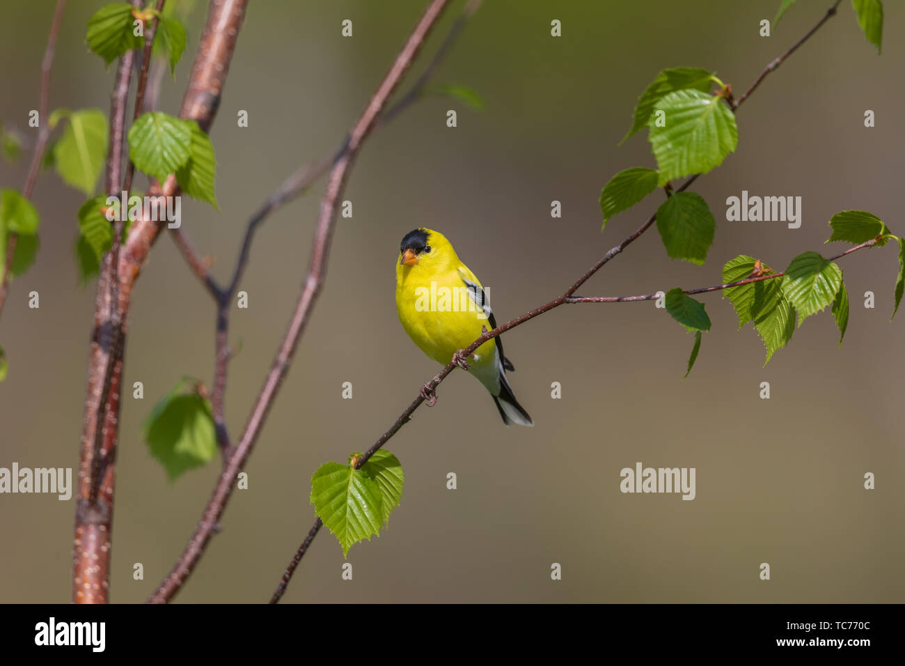 Male American goldfinch perched in a young birch tree. Stock Photo