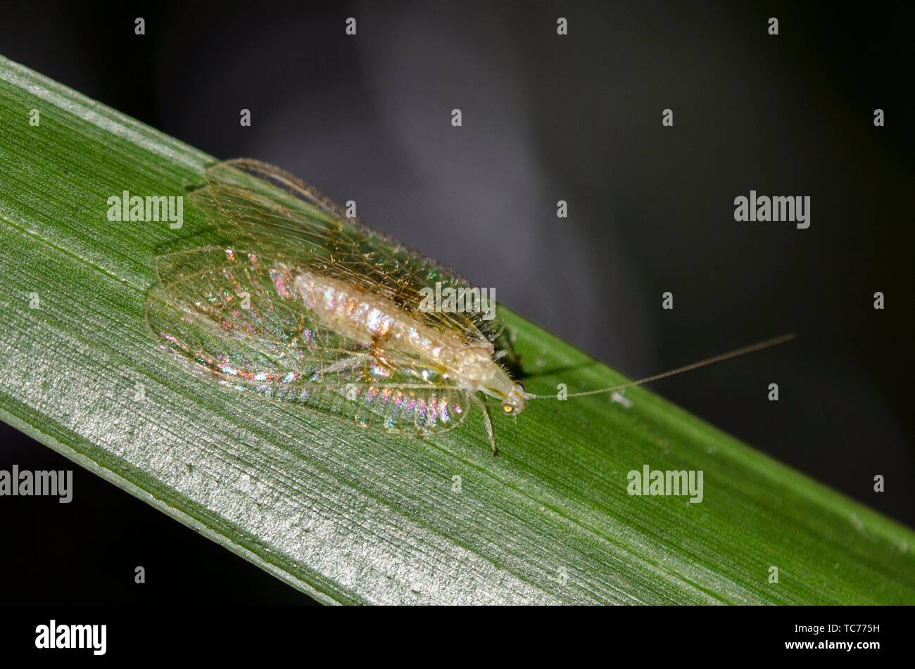 Lacewing (Ankylopteryx sp, Neuroptera Order) on leaf, Klungkung, Bali, Indonesia. Stock Photo