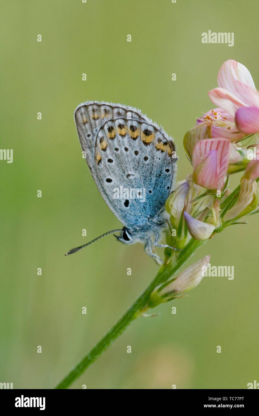 Idas Blue, Plebejus idas, on Sainfoin, Onobrychis. Lycaeides idas. Blue