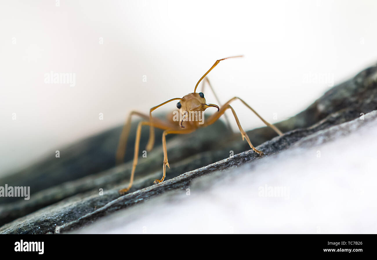 Ant predators hires stock photography and images Alamy