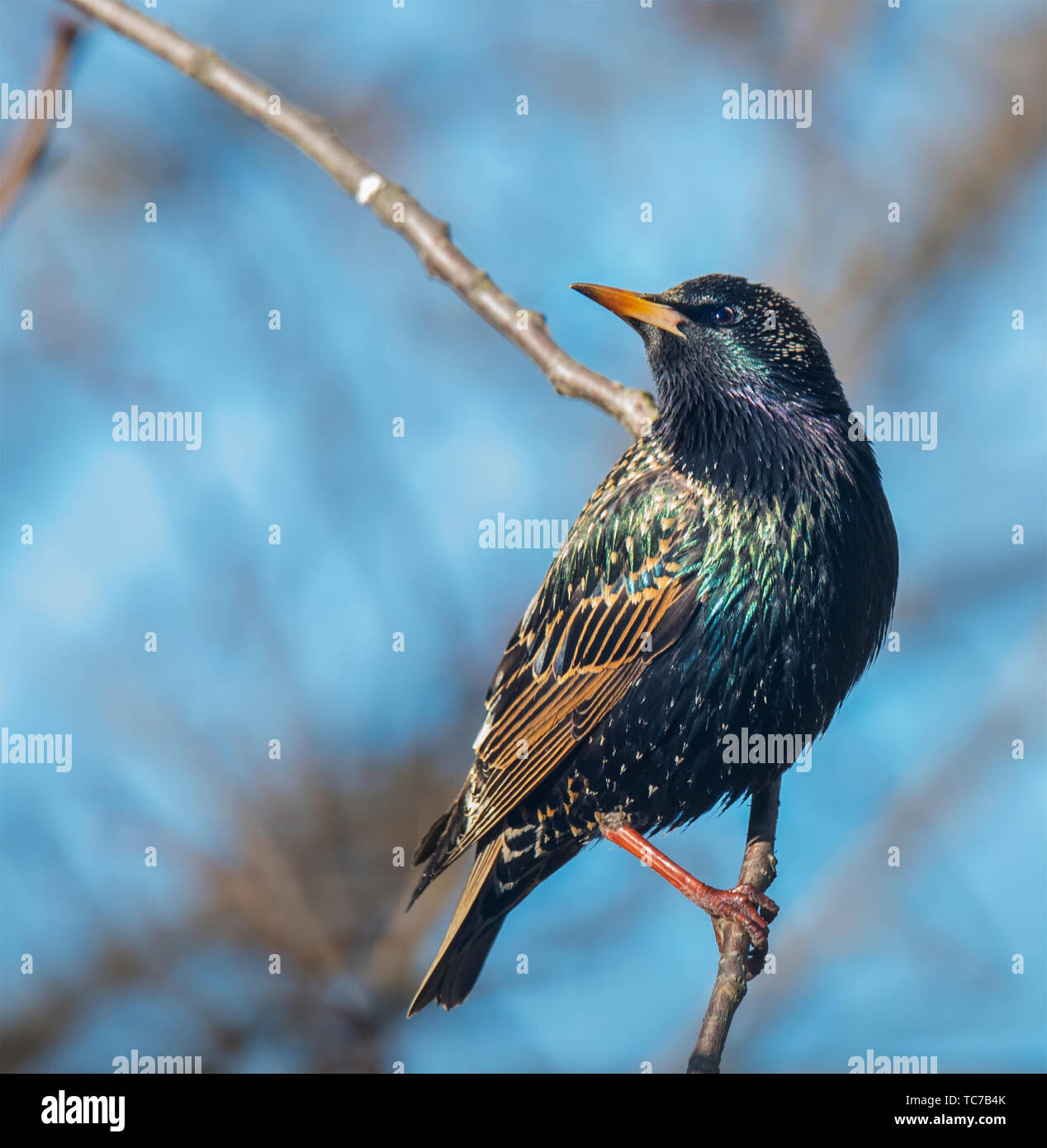 European Starling, shot in Southeastern PA, USA Stock Photo