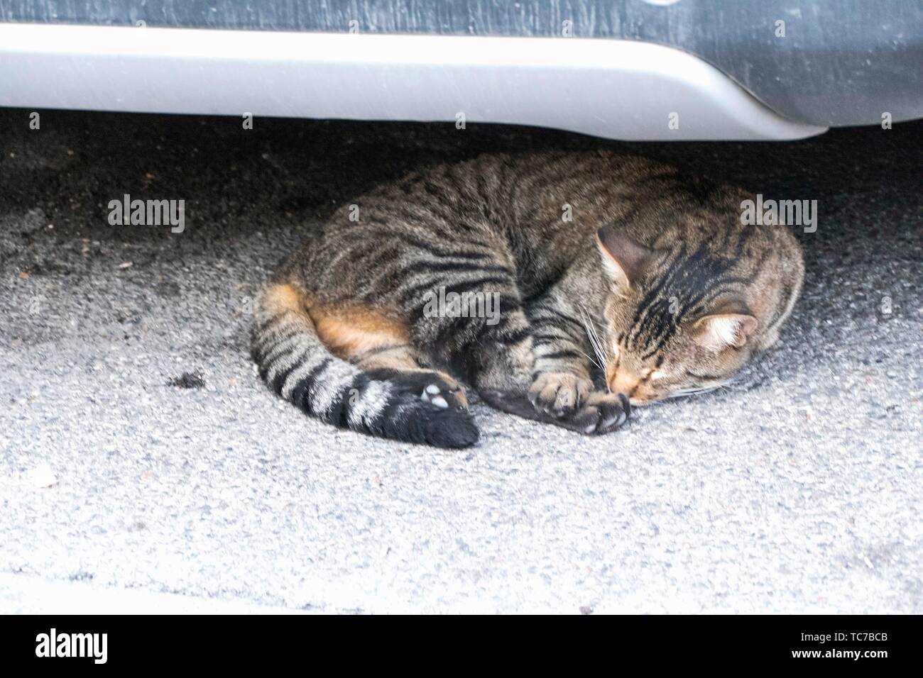 Stripy, tortoiseshell cat with ginger undertones curled up asleep on the grey tarmac underneath a car bumper in L'Isle-sur-la-Sorgue, Vaucluse, Stock Photo