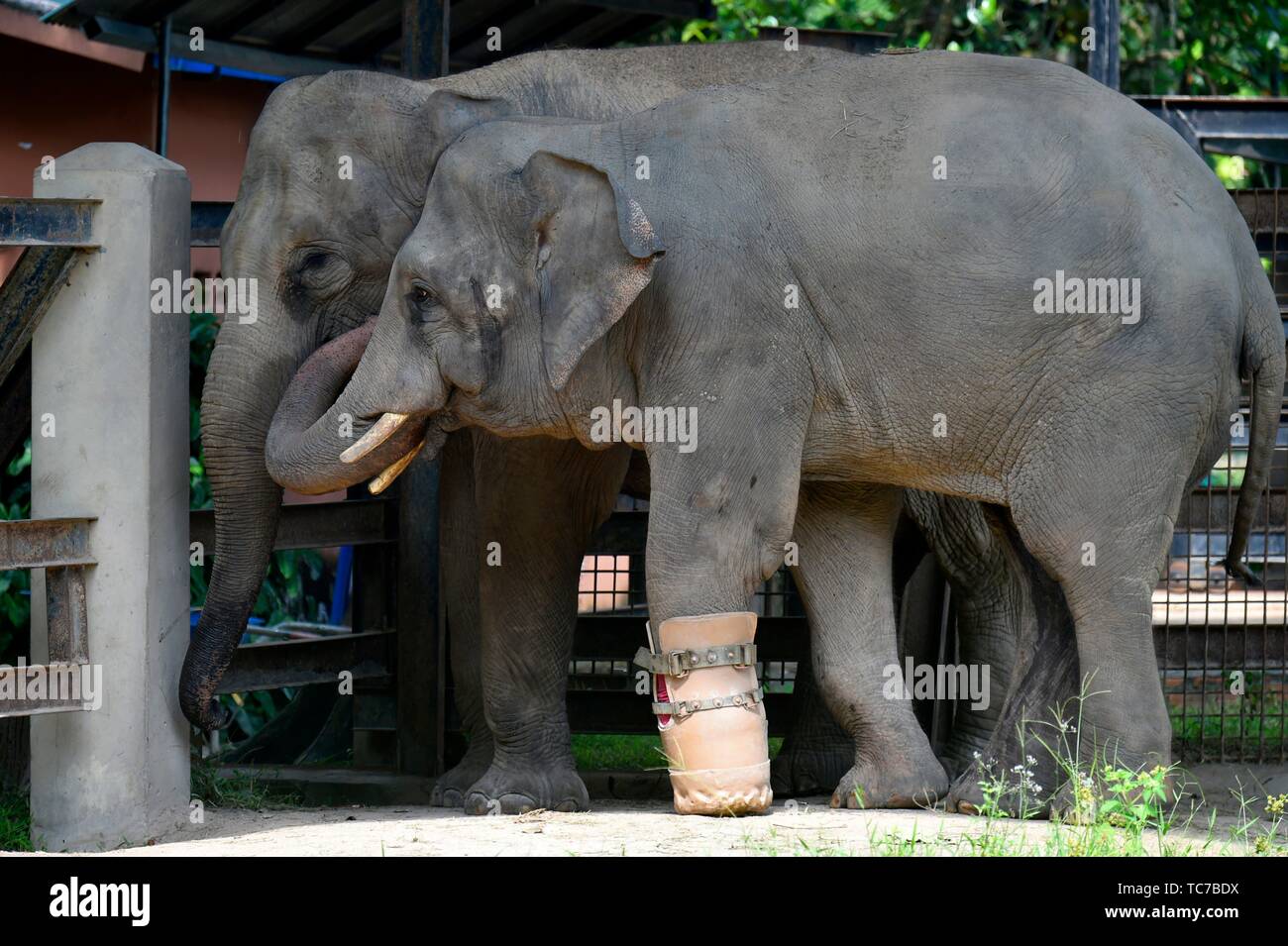 Elephant at Phnom Tamao zoo,zoological garden,wildlife rescue center,Cambodia,South east Asia. Stock Photo