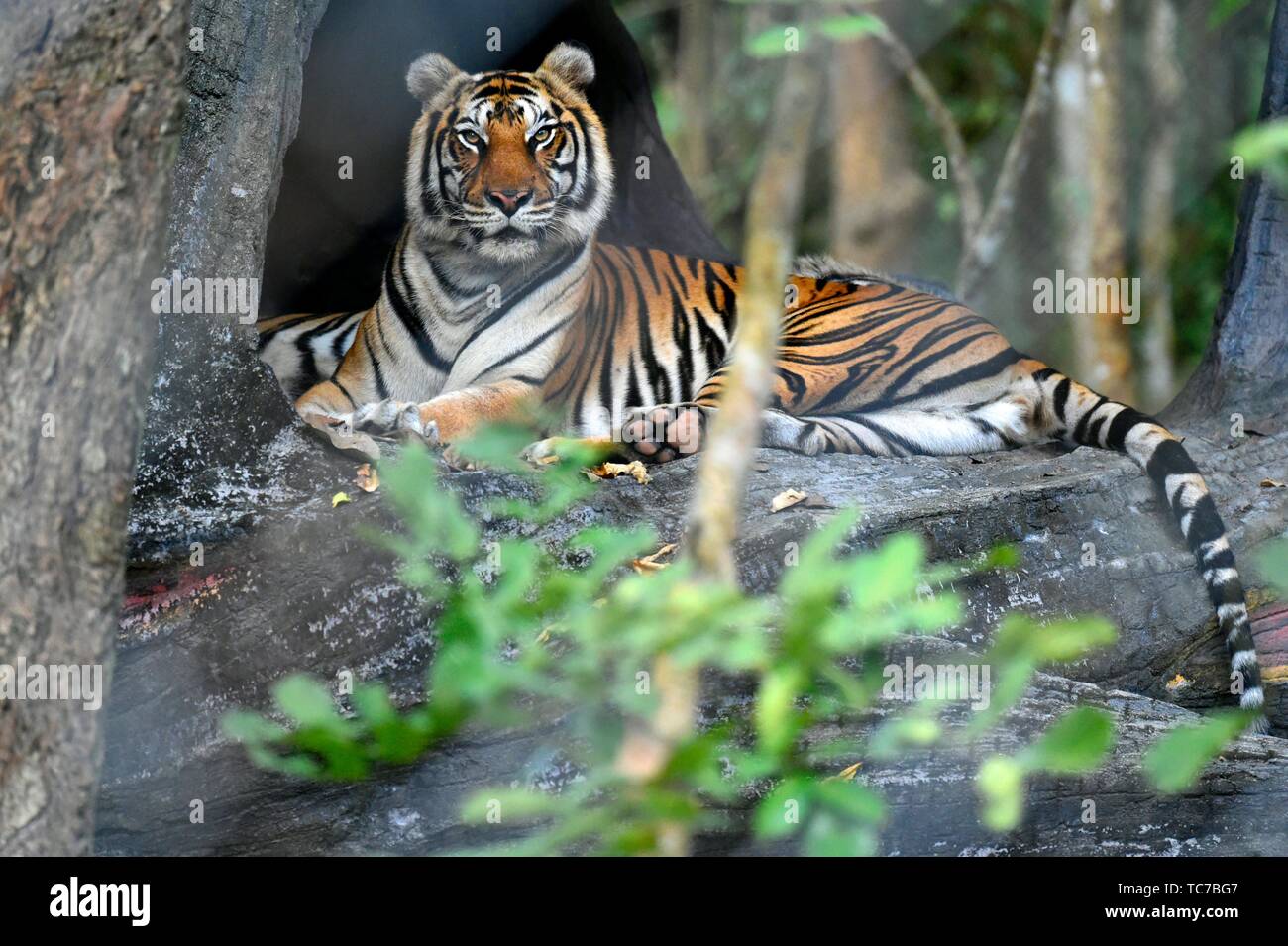 Indochinese tiger at Phnom Tamao Wildlife Rescue Center,Kandal Province,Cambodia,South east Asia. Stock Photo