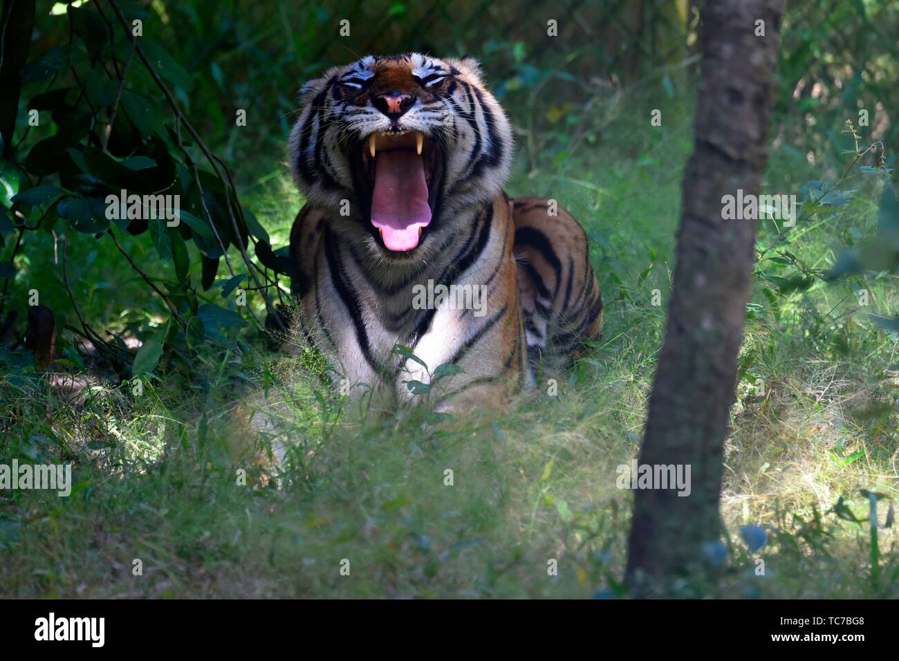 Indochinese tiger at Phnom Tamao Wildlife Rescue Center,Kandal Province,Cambodia,South east Asia. Stock Photo