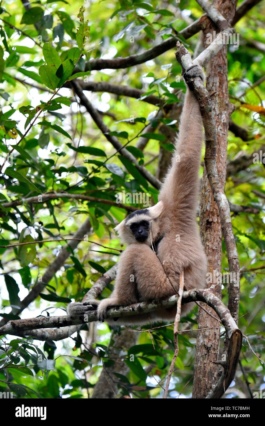 Female pileated gibbon swinging on a tree branch,Siem Reap province
