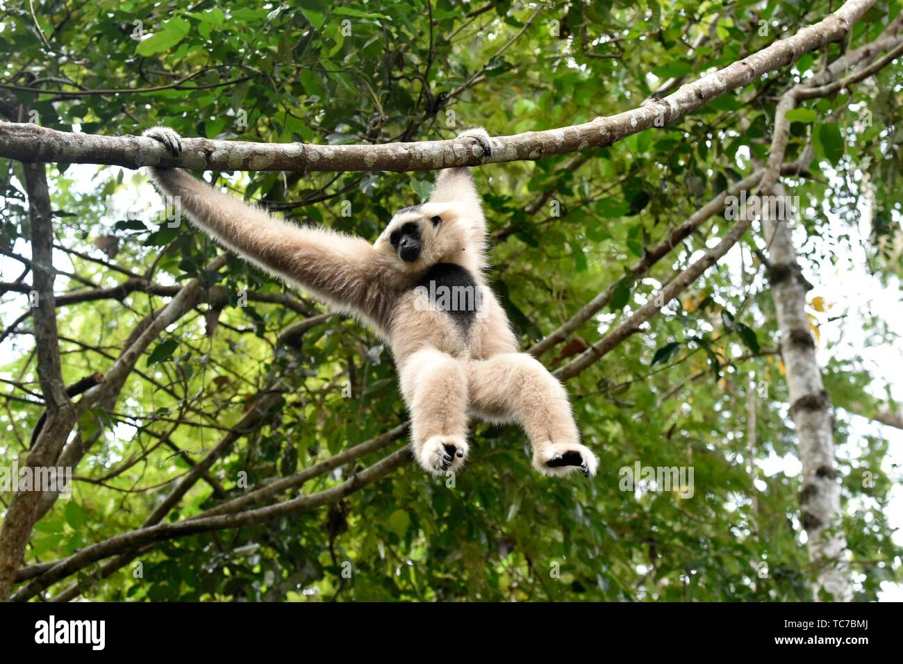 Female pileated gibbon swinging on a tree branch,Siem Reap province