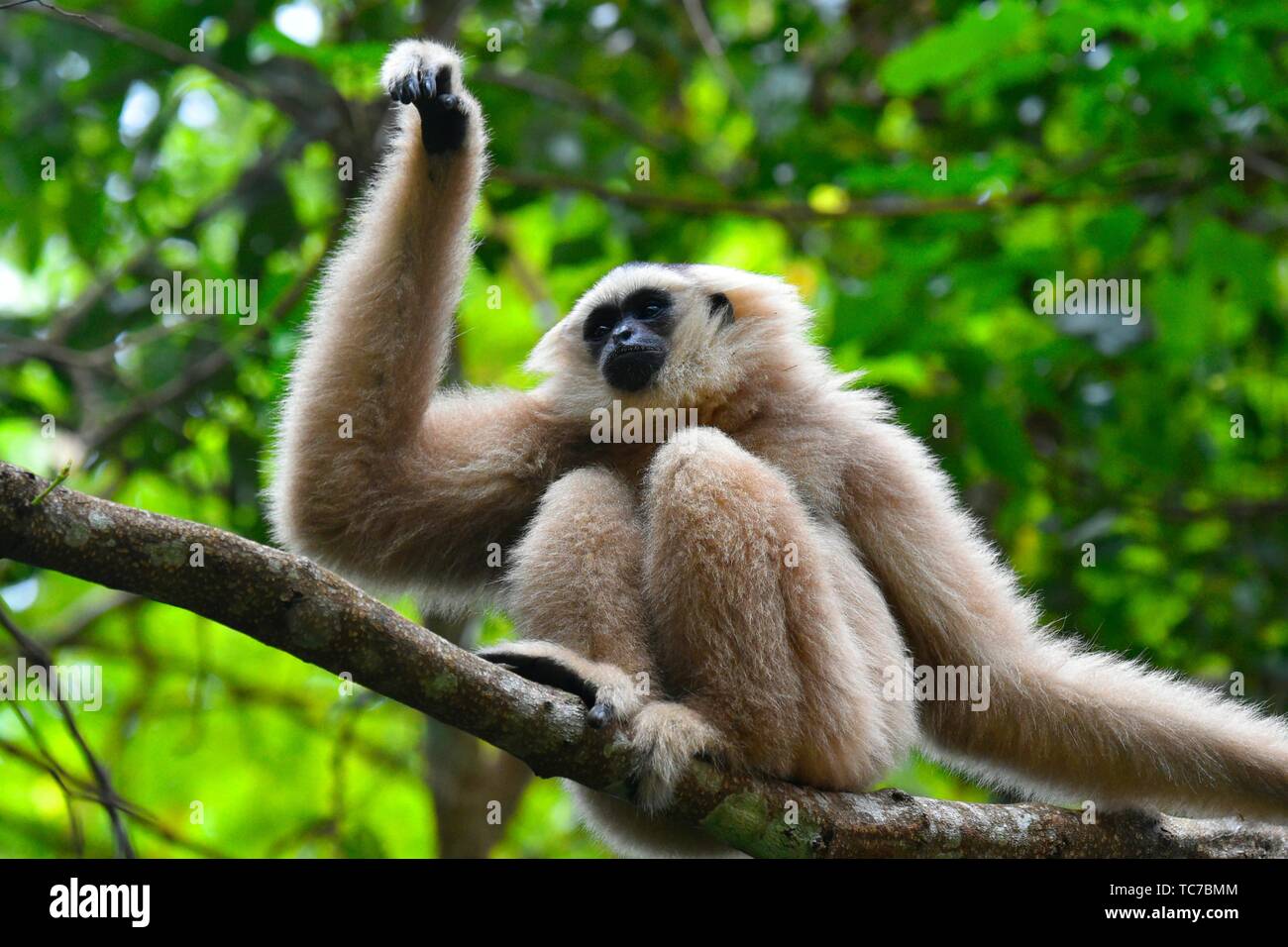 Female pileated gibbon swinging on a tree branch,Siem Reap province
