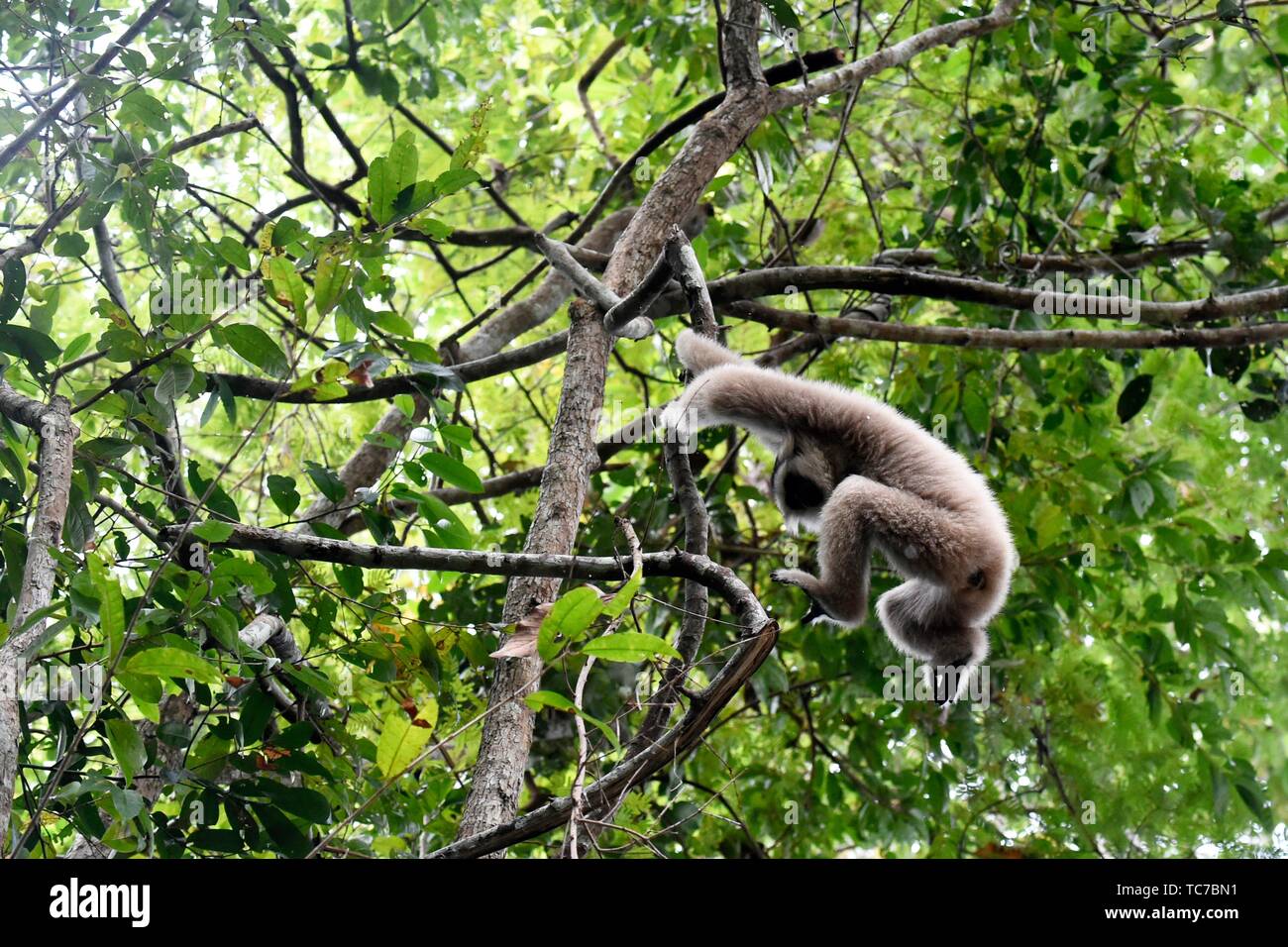 Female pileated gibbon swinging on a tree branch,Siem Reap province