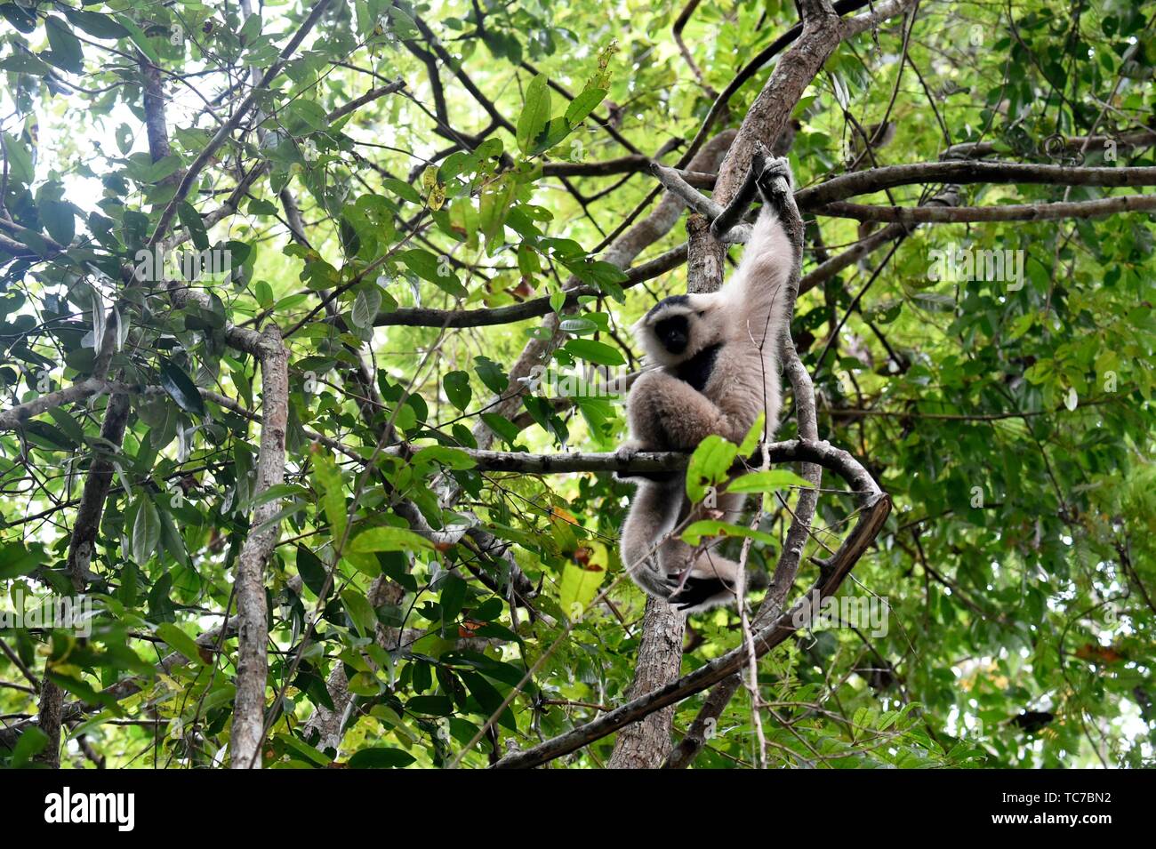 Female pileated gibbon swinging on a tree branch,Siem Reap province