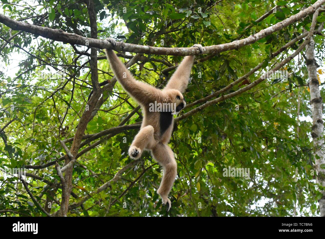 Female Pileated Gibbon Swinging On A Tree Branch Siem Reap