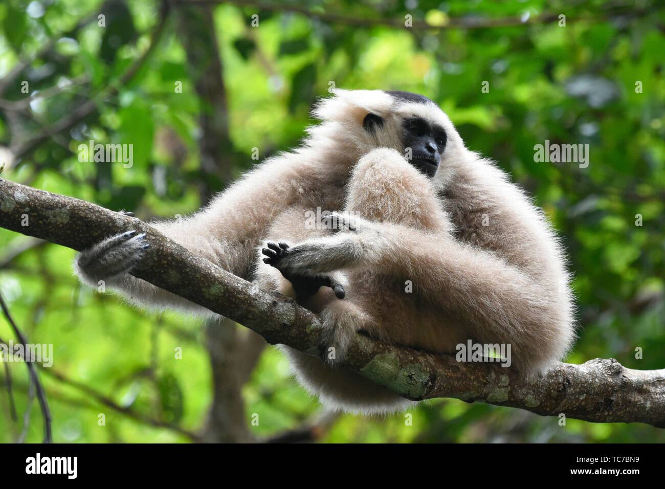 Female pileated gibbon swinging on a tree branch,Siem Reap province