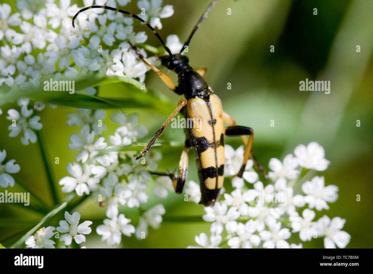 Spotted Longhorn, Leptura maculata. Rutpela maculata, Strangalia maculata. Body size; 18-24mm. Bright yellow and black Longhorn Beetle with yellow Stock Photo