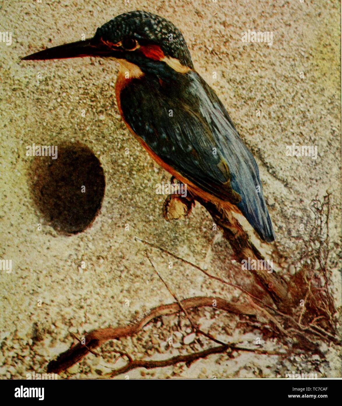 Engraved drawing of the European Kingfisher (Alcedo ispida), from the book 'Nature neighbors' by Nathaniel Moore Banta, Albert Schneider, William Kerr Higley, and Gerard Alan Abbott, 1914. Courtesy Internet Archive. () Stock Photo