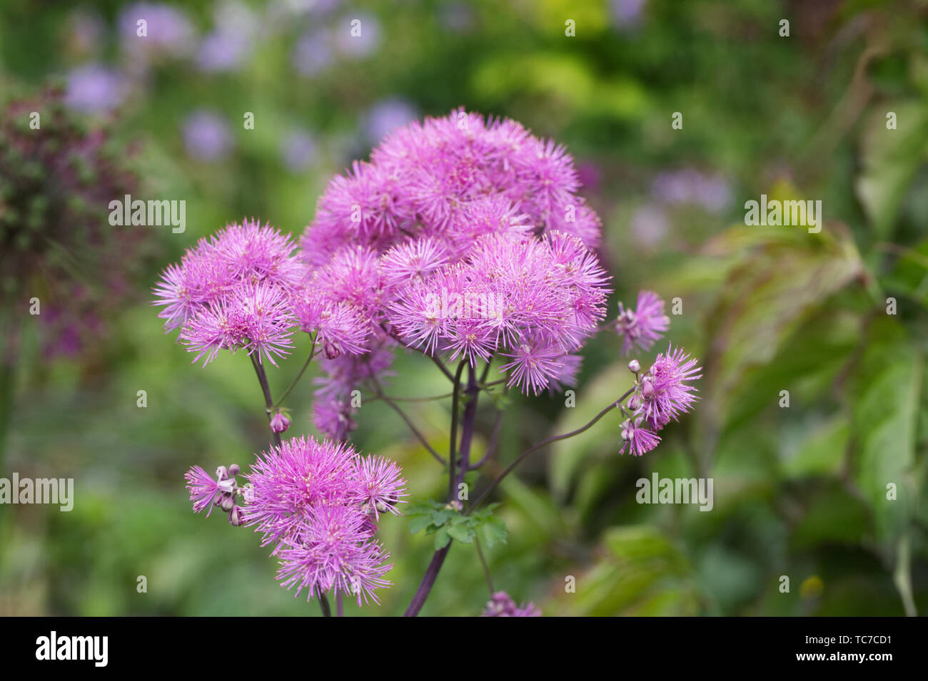 Thalictrum aquilegiifolium flowers in a cottage garden. Stock Photo