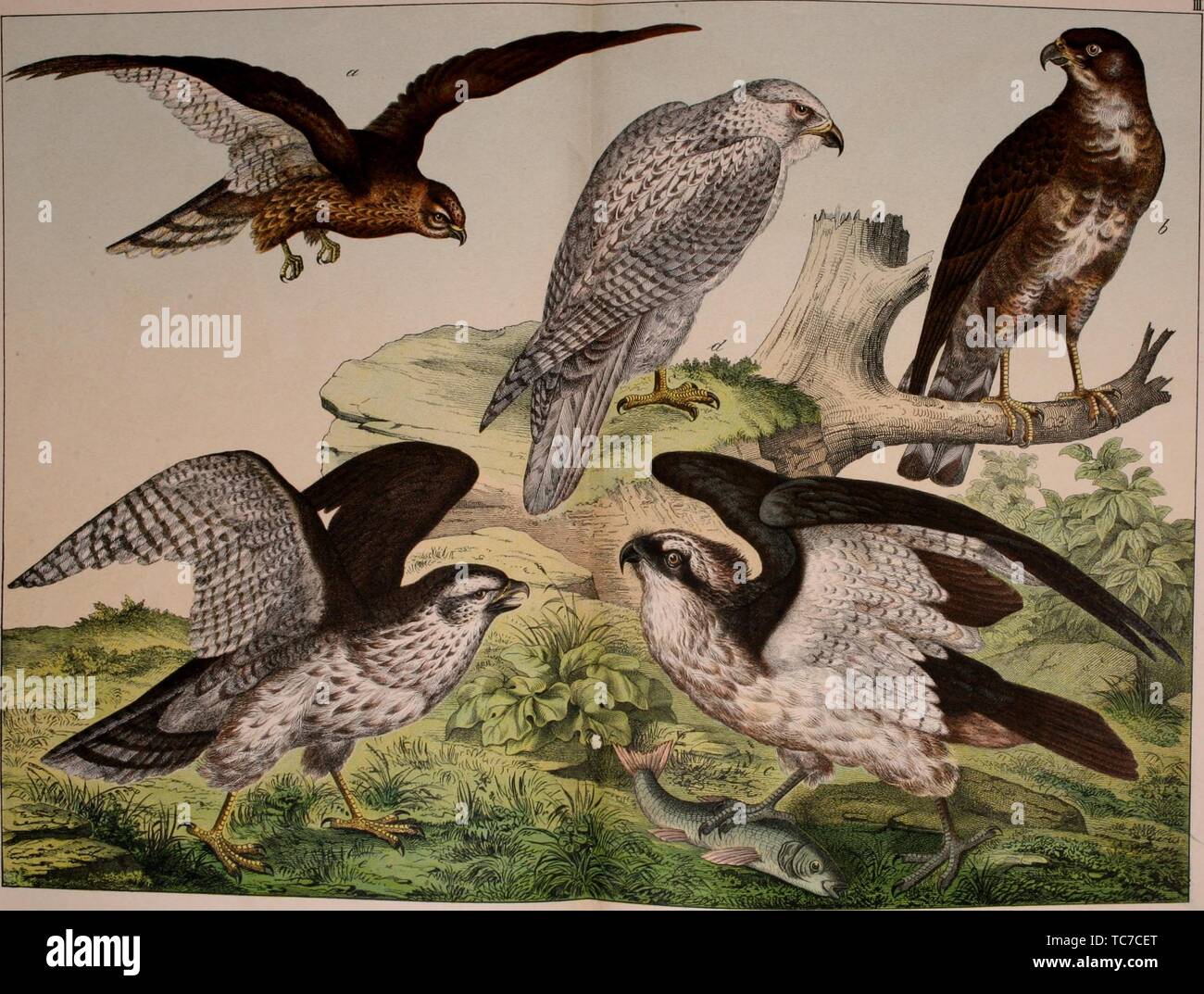 Engraved drawing of birds of prey, Montagu's Harrier (Circus pygargus), Buzzard (Buteo vulgaris), Osprey (Pandion haliaetus), Gyrfalcon (Falco rusticolus), and Goshawk (Astur falumbarius), from the book 'Natural history of the animal kingdom for the use of young people' by William Forsell Kirby, 1889. Courtesy Internet Archive. () Stock Photo