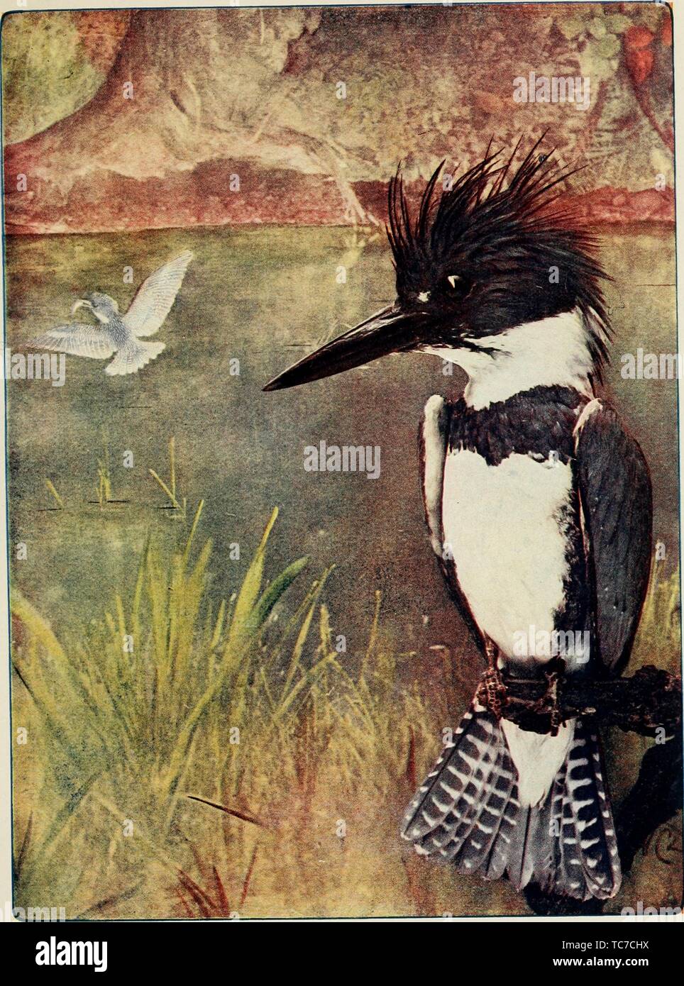 Engraved drawing of the Belted Kingfisher (Megaceryle alcyon), from the book 'Bird neighbors' by Neltje Blanchan, 1904. Courtesy Internet Archive. () Stock Photo