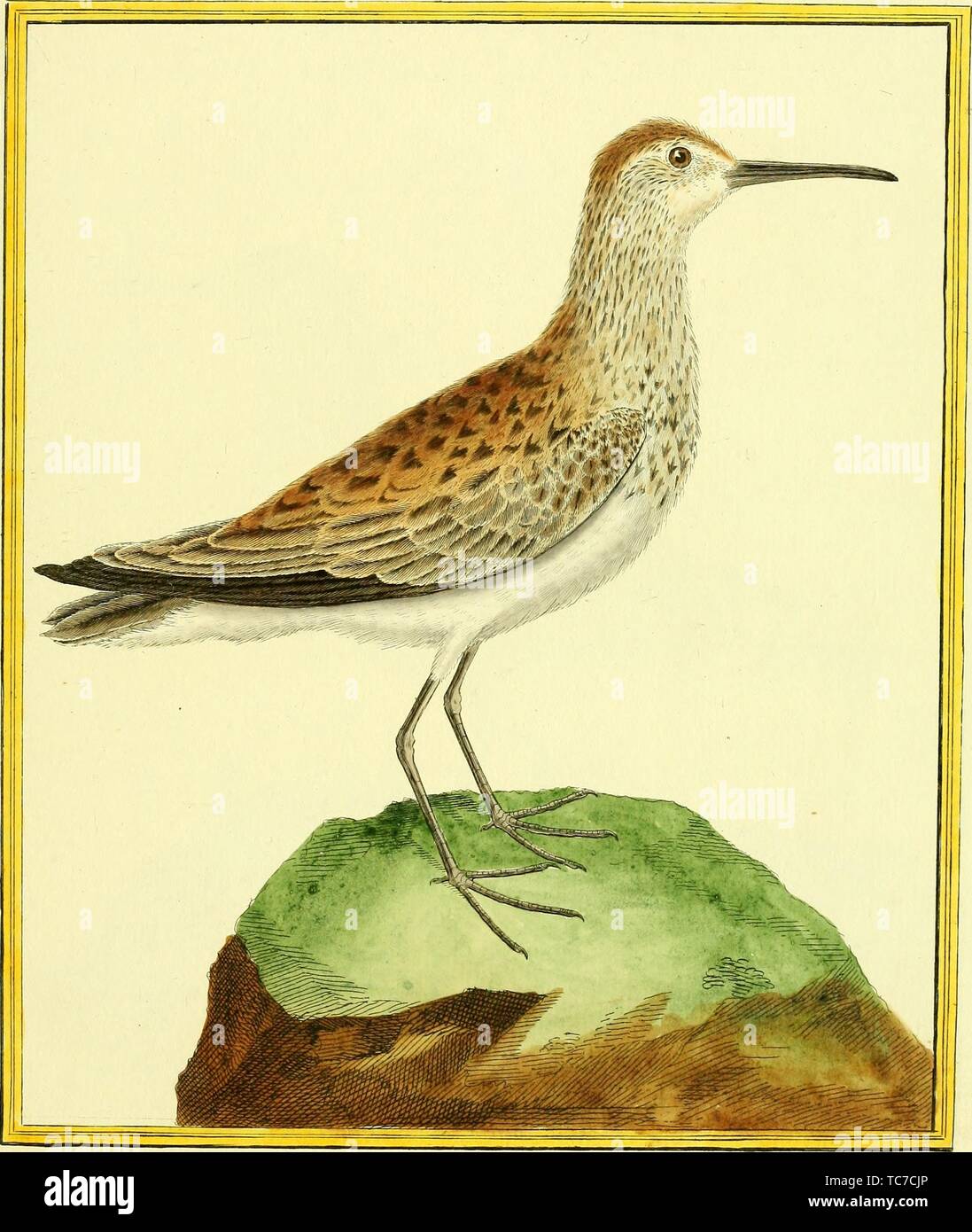 Engraved drawing of the Upland Sandpiper (Bartramia longicauda), from the book 'Planches enluminees Dhistoire naturelle' by Francois Nicolas, Louis Jean Marie Daubenton, and Edme-Louis Daubenton, 1765. Courtesy Internet Archive. () Stock Photo