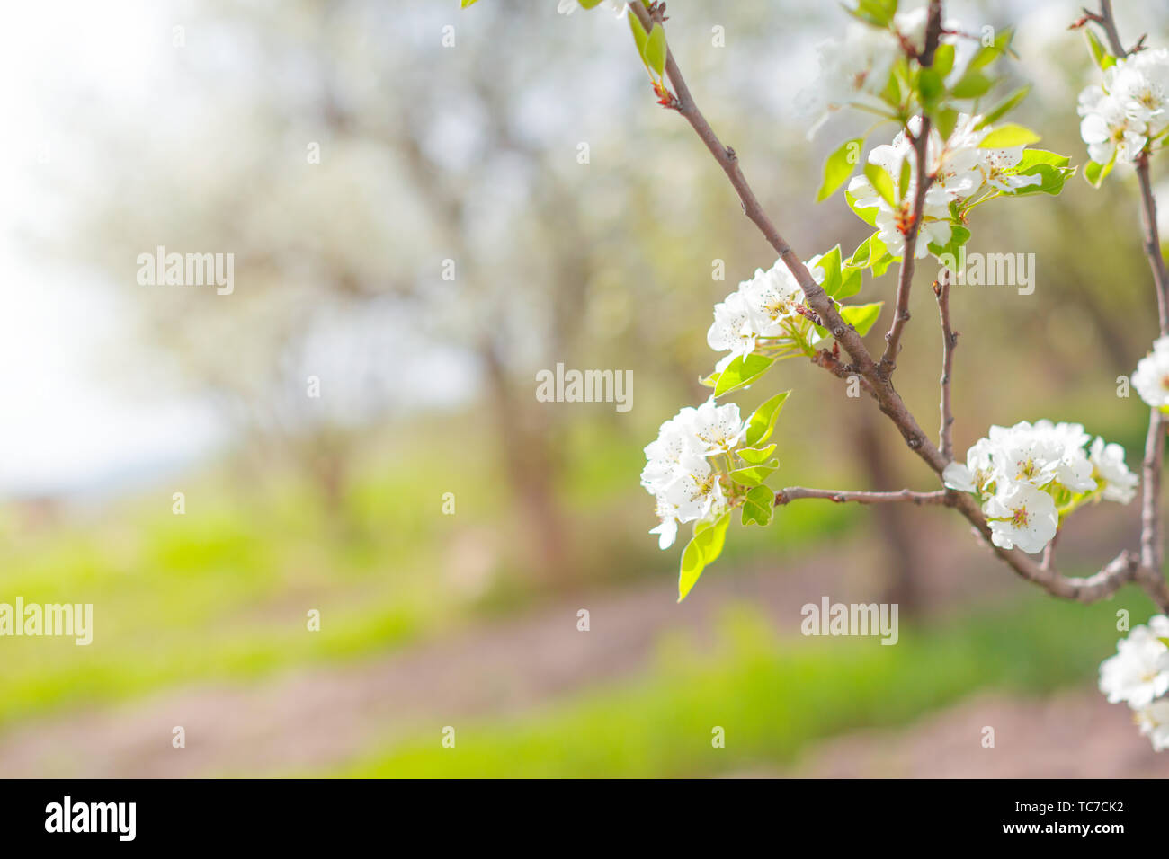 Cherry blossoms over blurred nature background Stock Photo - Alamy