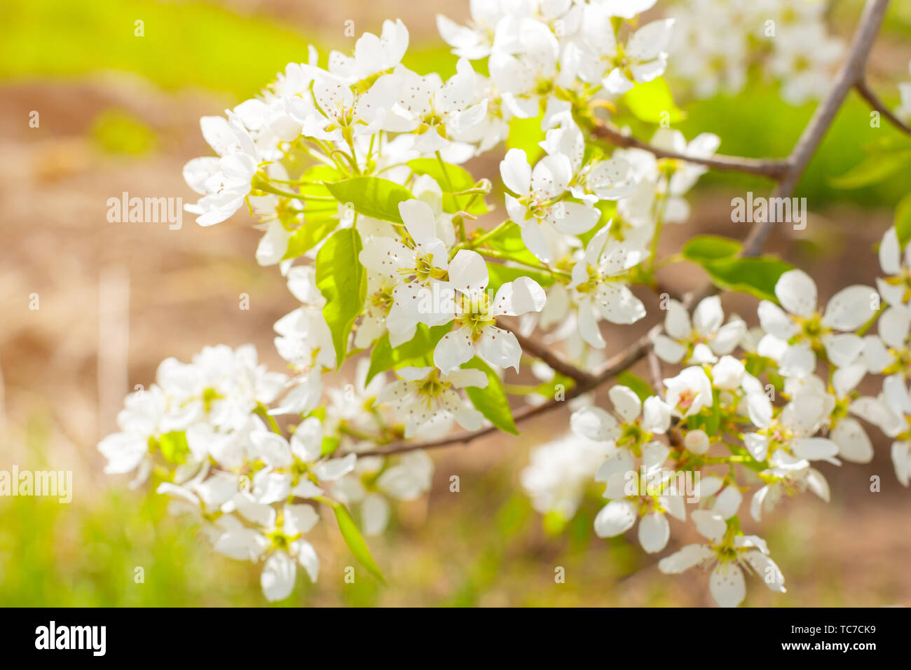 Cherry blossoms over blurred nature background Stock Photo - Alamy