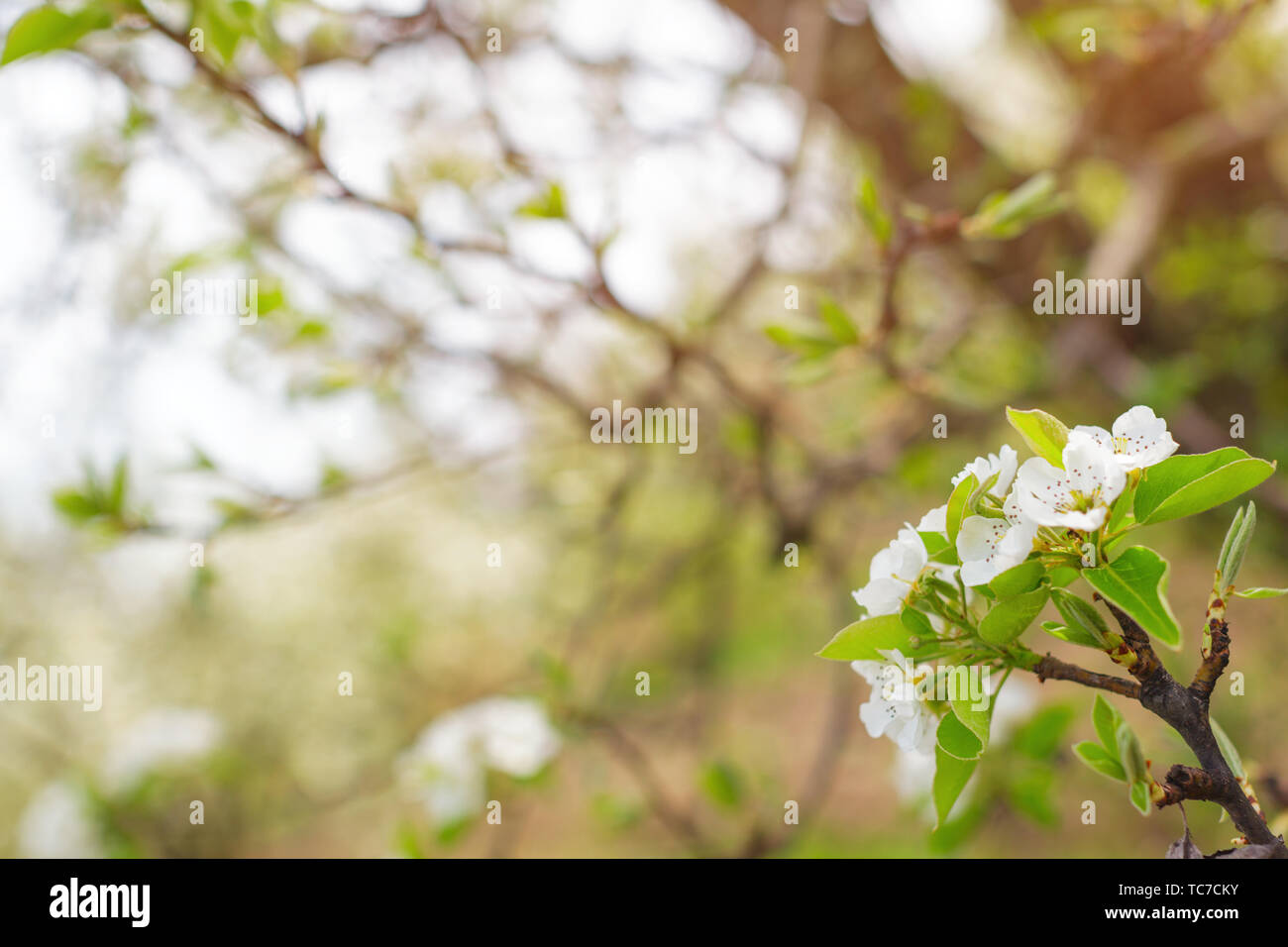 Cherry blossoms over blurred nature background Stock Photo - Alamy