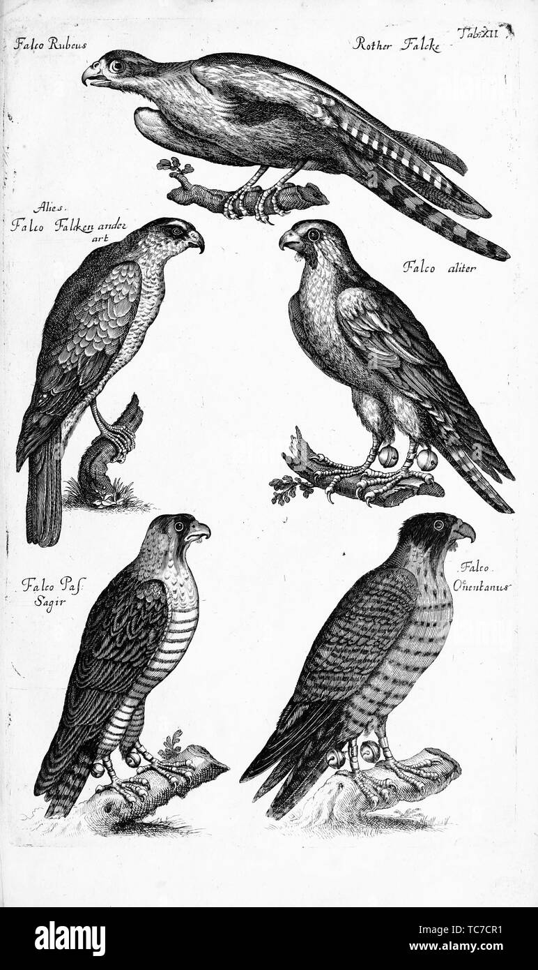 Engraved drawings of various species of Falcons, from the book 'Historiae naturalis de quadrupetibus libri' by Joannes Jonstonus and Matthaeus Merian, 1825. Courtesy Internet Archive. () Stock Photo