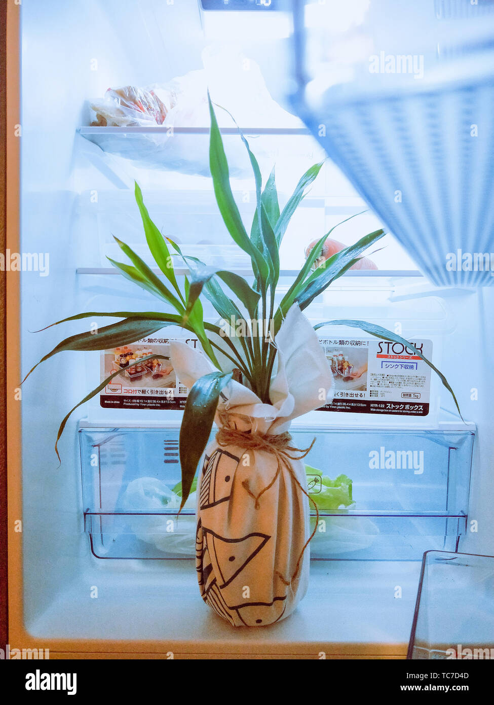 Flowers in the fridge Stock Photo Alamy