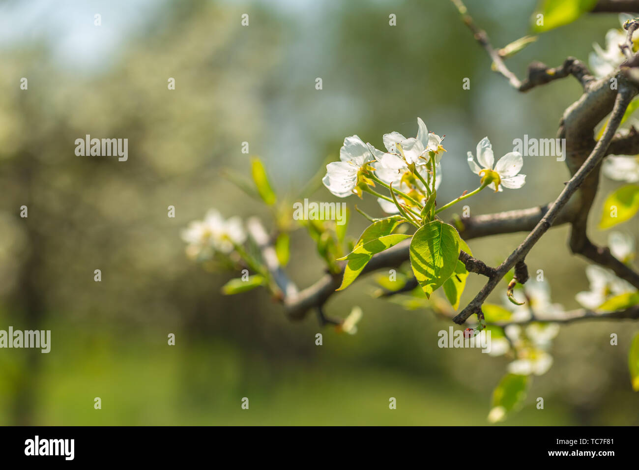 Cherry blossoms over blurred nature background Stock Photo - Alamy