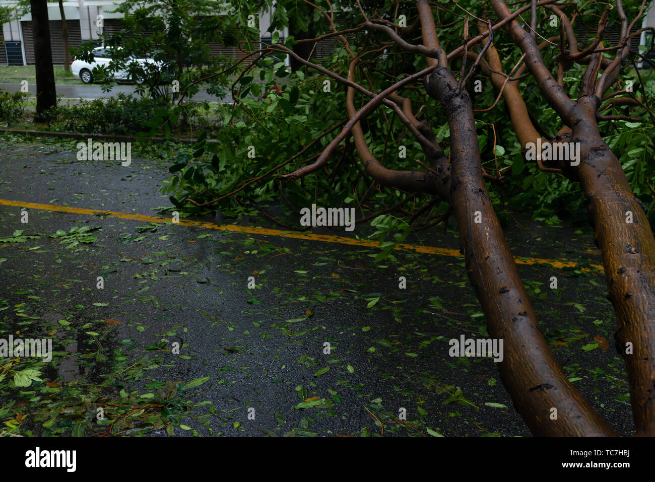 broken tree fell down on the road after a strong storm went through ...