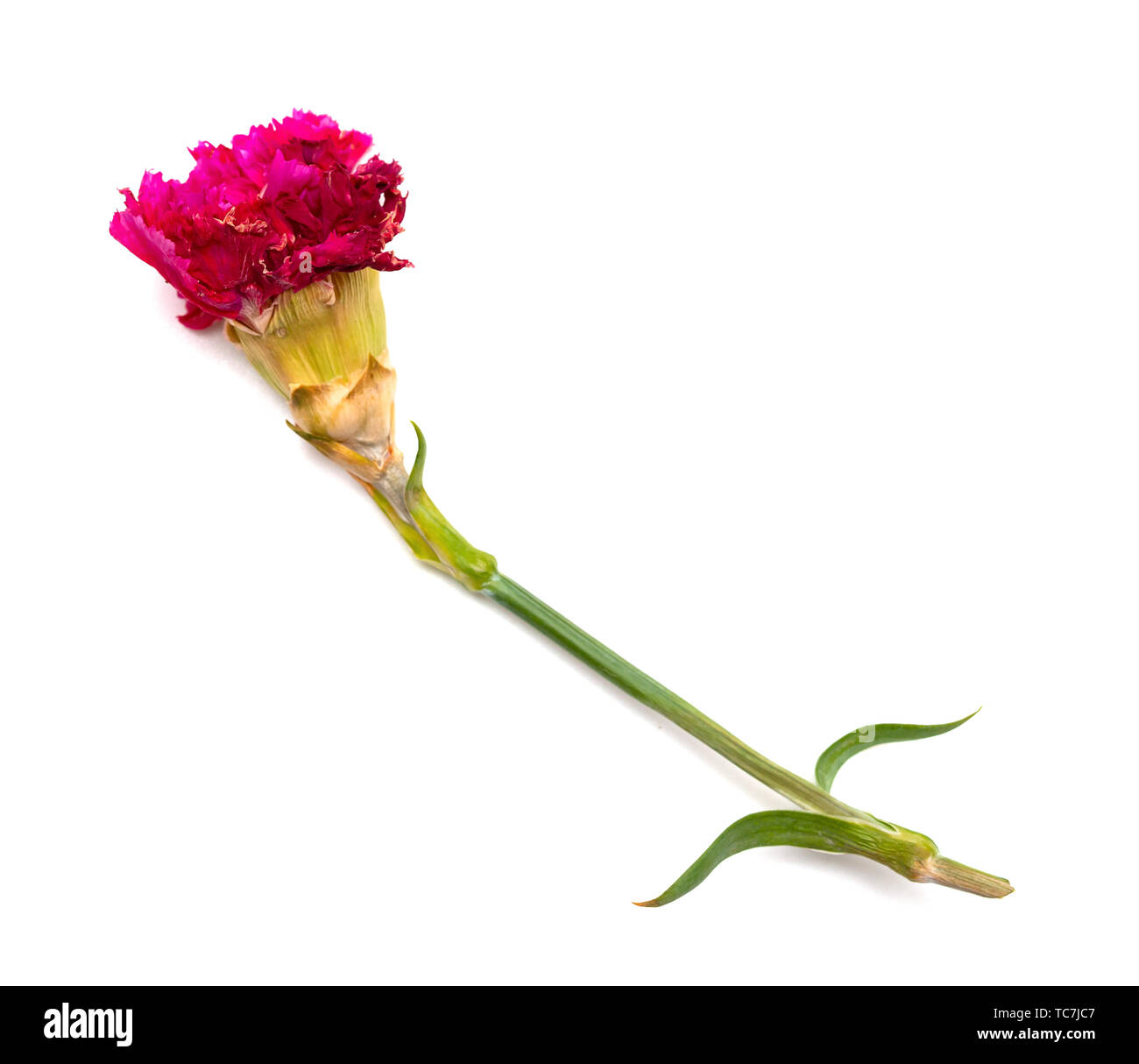 Dying carnations hires stock photography and images Alamy