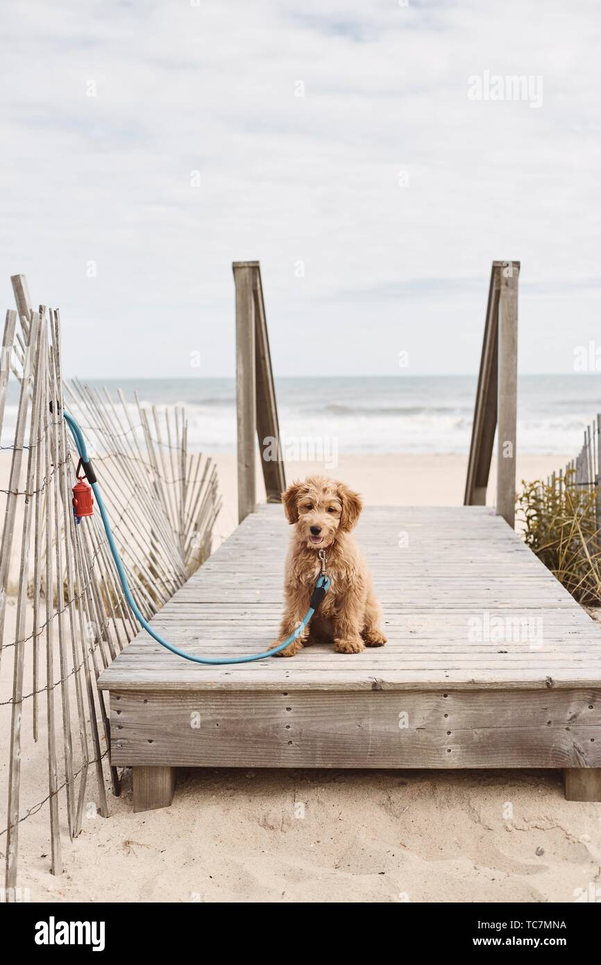 A puppy at the beach Stock Photo Alamy