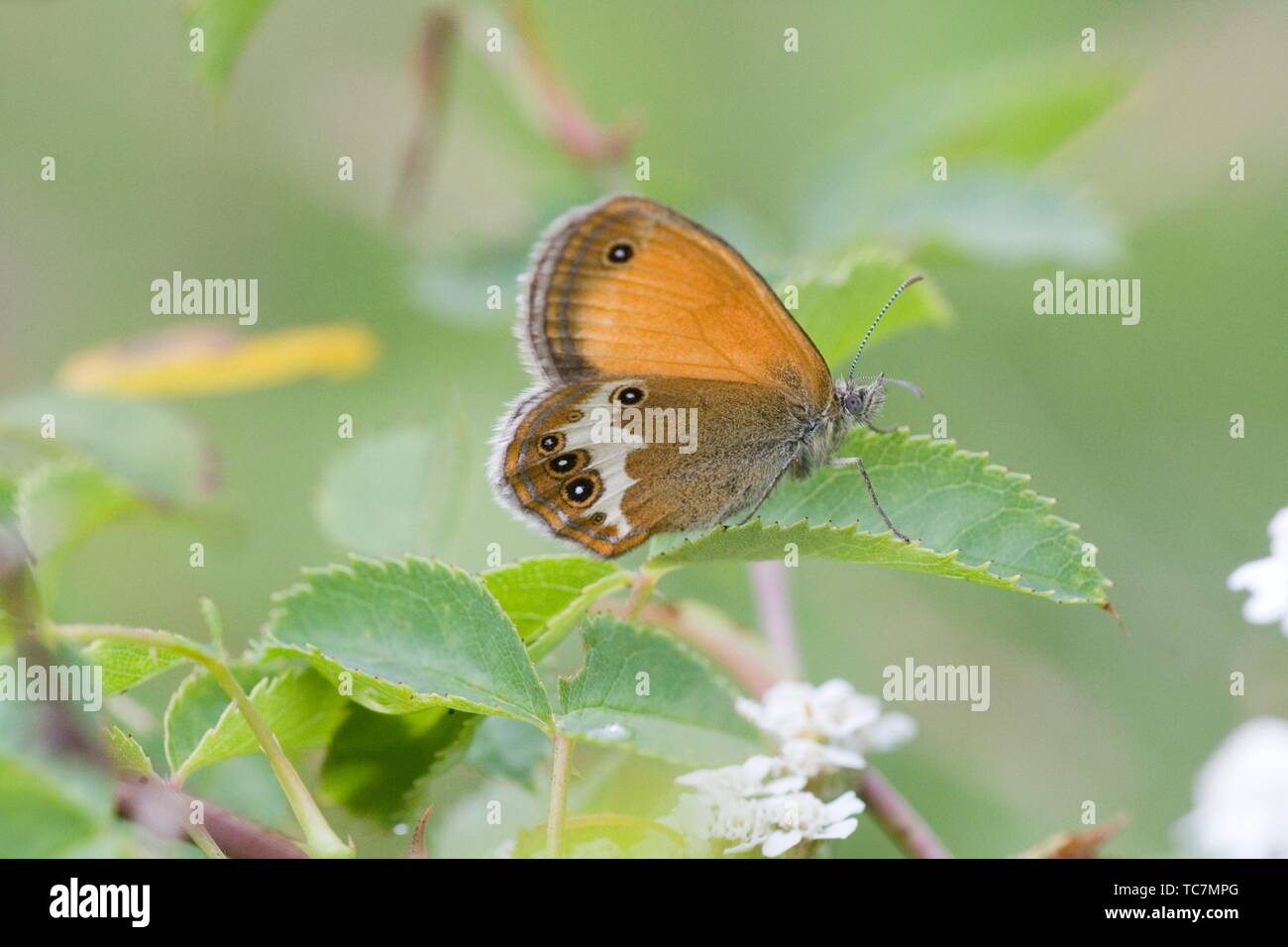 Pearly Heath, Coenonympha arcania. Butterfly flight is JuneAugust